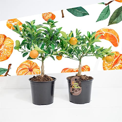 2 x Standard Tangerine Citrus Fruit Tree in 12cm Pot – Fragrant Indoor Outdoor House Plant – Edible Mini Orange Tree for Patio Balcony Garden Conservatory – Easy Grow Gift Evergreen Plant