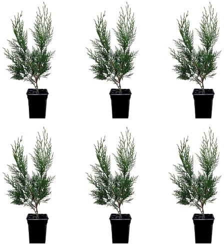 ¡¡¡ 6 Plantas !!! natural 40 cm, cipres Leylandii para setos, pantalla visual, cortavientos y como árbol ornamental. Segura Garden.