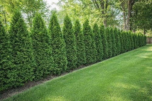 60x Thuja Smaragd 120-150cm im Topf für 20m Hecke | Immergrüne Lebensbaum Heckenpflanzen | winterhart & schmal | Sichtschutz sofort pflanzbar | Topfware