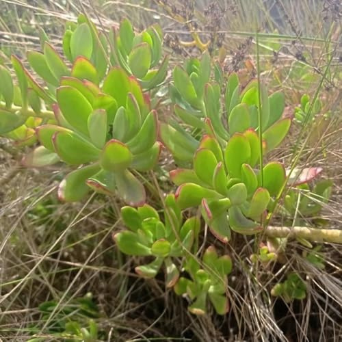 semillas de sedum - jardín resistentes balcón invernadero variedades antiguas rocas 220pcs