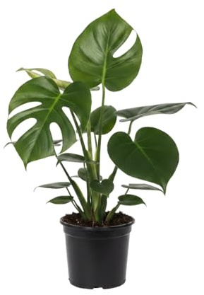 DECOALIVE Monstera Natural Monstera Deliciosa - Planta Natural en Maceta 14 cm con Altura 50 cm para Hogar