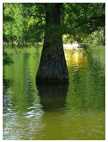 TROPICA - Cipresso calvo (Taxodium distichum) - 20 Semi- Resistente al freddo