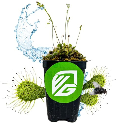 Spoonleaf Sundew Live Carnivorous Plant - Drosera Spathulata by Wellspring Gardens - Starter Plant - Live Potted Indoor Plant, Ideal for Home & Office Environments and Plant Enthusiasts