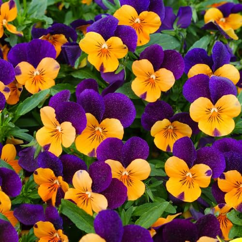 pensamientos jardín de semillas de perennes primavera oficina Cobertura perenne resistente semillas exóticas arbusto mariposas perennes 225pcs