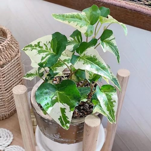 Semi di edera interno resistenti esterno in vaso esotiche ufficio antiche varietà di ornamentali arredamento del soggiorno balcone verdi serre balcone 250pcs