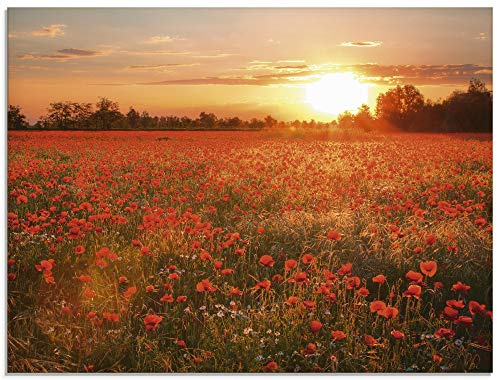 ARTland Wanddeko Glasbilder Wandbild Glas Bild einteilig 80x60 cm Querformat Natur Landschaft Blumen Mohnblumen Feld Sonnenuntergang Blumewiese S6AM