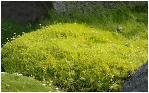 Stauden Gänge 10 x Sagina subulata 'Aurea' Gold Sternmoos winterhart | Goldener Bodendecker für Sonne bis Halbschatten, Blüte Juni bis August, mehrjährig, 9x9 cm Topf