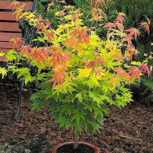 Acer Orange Dream Plant - 20-30cm in Height - Japanese Maple Tree