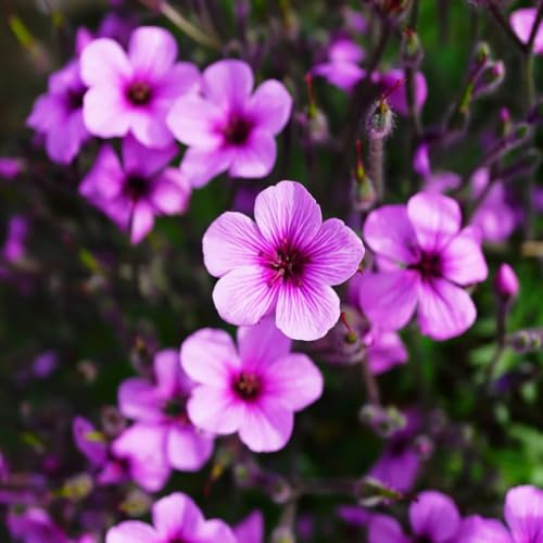 semillas de geranio, jardín resistentes Decoraciones 400pcs