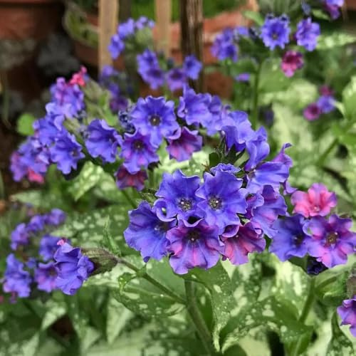 Semi di polmonaria, resistenti per il giardino semi di medicinali 400pcs