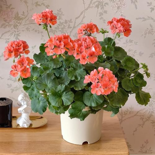 semi di geranio perenni - aiuola rialzata da giardino resistente balcone 80pcs