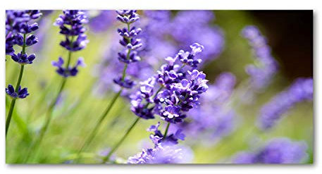 Tulup Leinwandbild - Wandkunst - Drucke auf Leinwand - Leinwanddruck -100x50 cm - Blumen & Pflanzen - Lila - Lavendel