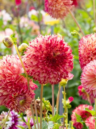 Dahlie Aiyana | 1 Stück | Knolle | Gelb | Rot | 100% Blütegarantie | QFB Gardening