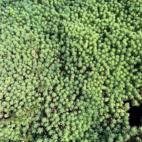 semillas de sedum - cobertura perenne resistente decoración cocina jardín orgánicas raras 70pcs
