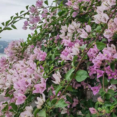 Semillas de buganvilla, de jardín de rocas resistentes variedades antiguas semillas de pradera de mariposas trepadoras 300pcs