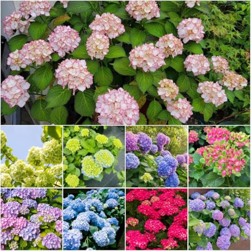 semillas de hortensia - para exterior de jardín resistentes semillas techo verde silvestres resistentes balcón balcón 125pcs
