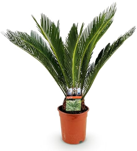 Cycas Revoluta Palmfarn, 70cm, 17cm | Pflegeleichte Zimmerpflanze, Fiederförmige Blätter, Robuste Sago-Palme, Für elegante Innenräume