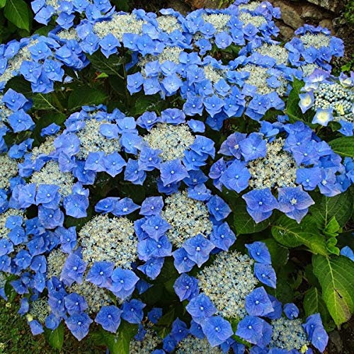 Tellerhortensie 'Teller Blue' - Hydrangea 'Teller Blue' - 25-30 cm Topf - Blaue Blüten und große Blütenstände