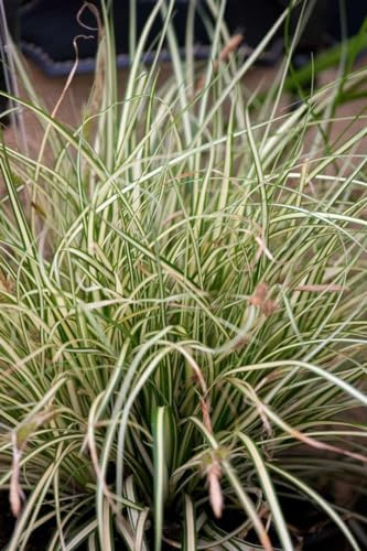 Carex acutiformis 9x9 cm Topf – Winterhart, Mehrjährig, Pflegeleicht – Sumpf-Segge – Ziergras für Teichrand & Sumpfbeet