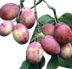 Garden Market Place Dwarf Patio Fruit Tree- Plum- Variety Victoria - Approx 75cms Tall -