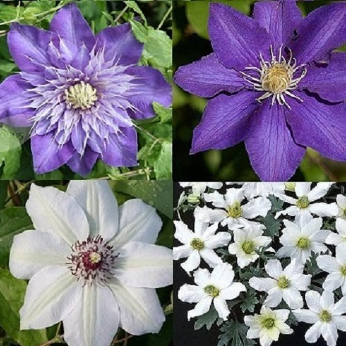 4x Clematis bleues et blanches assorties - Achetez-en 4, payez-en 3 - Clematis Early Sensation (persistante) / The President/Miss Bateman/Multi Blue - Vivaces rustiques 4 pots de 1,5 litre