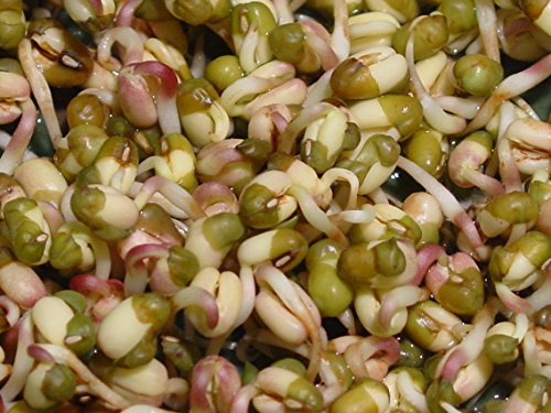 500g BIO Keimsprossen Mungobohnen Vigna radiata Mungbohne Sprossenanzucht Sprossen Mirkogrün Microgreen Mungo