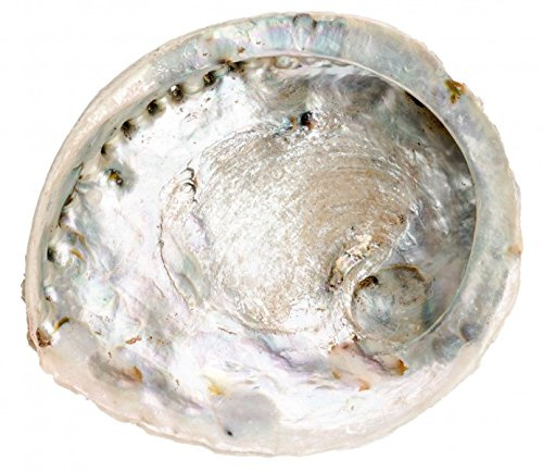 NaDeco Haliotis midae, XXL, Größe ab 16-20cm | Abalone-Schnecke | Deko-Schnecke | Kleines Seeohr | Seeopal | Meerohr | Räucherschale | Seifenschale | Maritime Dekoration | Muscheln und Schnecken