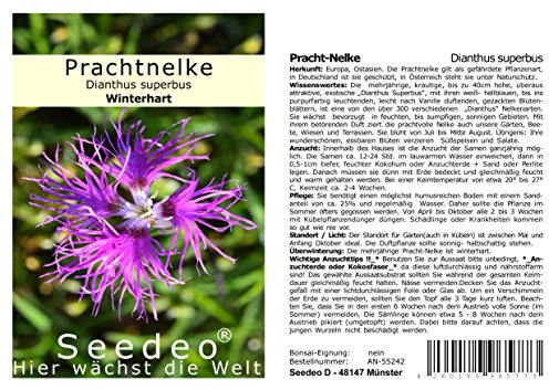 Seedeo® Pracht-Nelke (Dianthus superbus) 100 Samen
