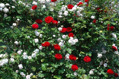 Rosa 'Dublin Bay' - Kletterrose, leuchtend rote Blüten, Blütezeit Juni-September, ideal für Spaliere, duftend, pflegeleicht und winterhart