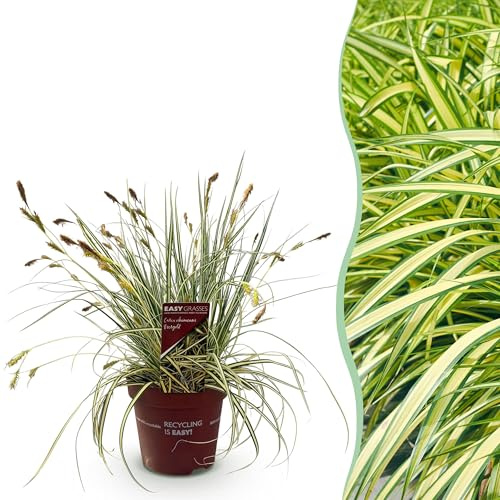 Prydnadsgräs - Carex oshimensis Evergold - Gul & Grön - Vintergrön - Härdig - 40-50cm - Ø17cm - Trädgårdsväxt