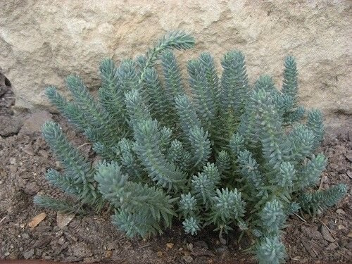 Blue Spruce Sedum - 50 Seeds - Perennial: Package Contains Seeds