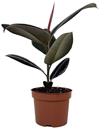 Planta de goma Ficus elastica Abidjan en maceta de 12 cm