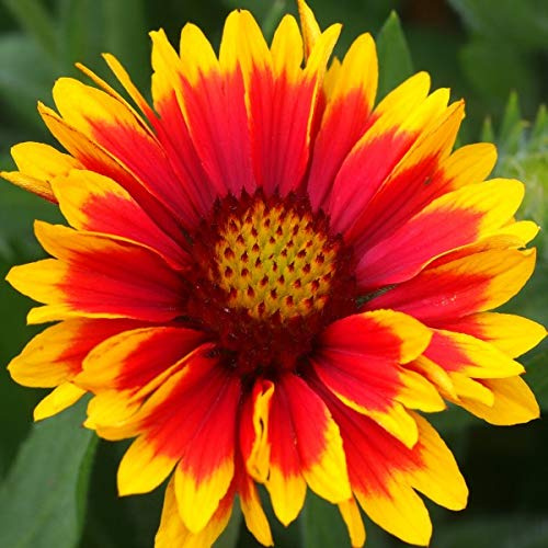 6 x Gaillarde vivace 'Arizona Sun' - Gaillardia 'Arizona Sun' - Godet 9x9 cm, Fleurs Bicolores Jaune et Rouge, Soleil Plein