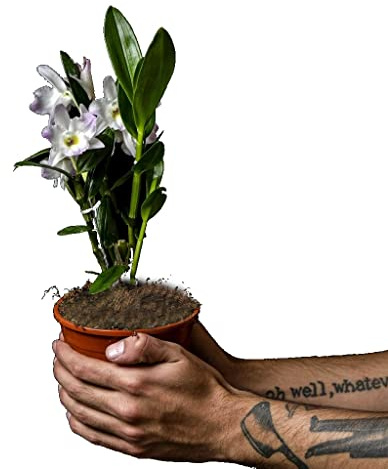 Orquídea Natural Dendrobium Nobile Planta Pupular por sus Grandes Flores de Color Blanco