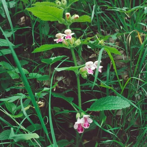 Melittis melissophyllum 9x9 cm Topf – Winterhart, Mehrjährig, Pflegeleicht – Immenblatt – Staude für Schattenbeet & Naturgarten