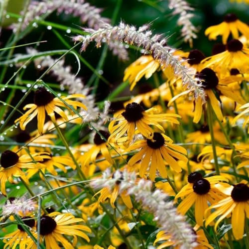 Semi di coneflower perenne resistente all'inverno semi di prato d' perenne resistente Rudbeckia laciniata - semi di varietà antiche decorazione del giardino per esterno semi di 50pcs
