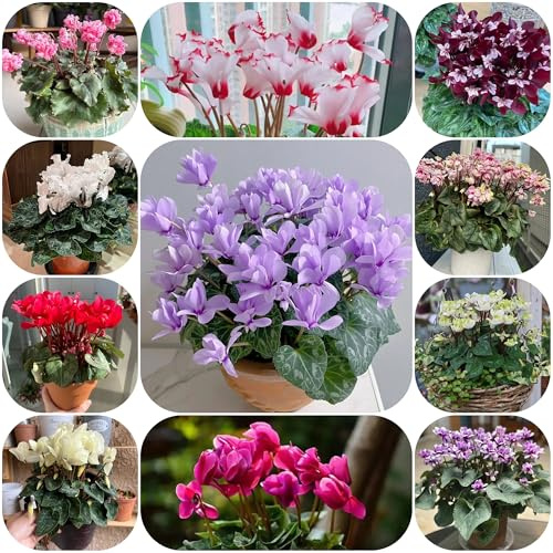 alpenveilchen freiland - cyclamen - blumenwiese mehrjährig, herbst deko alpenveilchen blumenbeet, exotische winterhart blumensamen mehrjährig 90samen