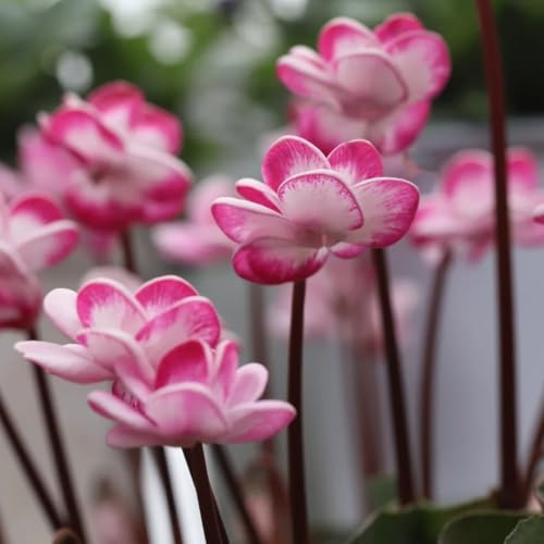Semi resistenti al ciclamino, Le da giardino sono Ciclamino persico - perenni resistenti autunnali, luoghi 10pcs