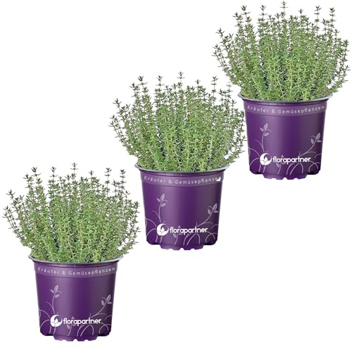 echter Thymian Pflanze – Thymus vulgaris Kräuter Pflanzen 3er-Set für aromatische Küche | Frische Kräuterpflanzen für deinen Garten oder Balkon