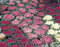 Shoppy Star Shoppy Étoile: le chou frisé floraison Floraison Chou -Nagoya Mix - 40 graines, le chou frisé d'ornement