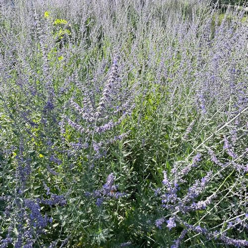 blauraute - kräutergarten geschenk, bodendecker winterhart mehrjährig blauraute, kräutersamen winterharte garten kräuterpflanzen geschenke 80samen