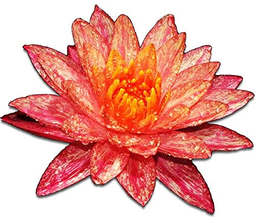 Greenpro Live Aquatic Plant Nymphaea Wanwisa Red Hardy Water Lilies Tuber for Aquarium Freshwater Fish Pond