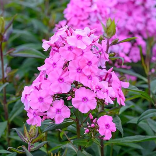 Flammenblume (Phlox) 'Sweet Summer Fragrance' | 1 Stück | 11x11cm Zuchttopf | duftend | Rosa | 100% Blütegarantie | QFB Gardening