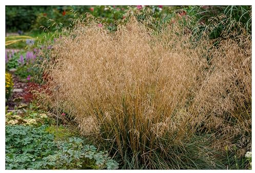 Stauden Gänge 3 x Deschampsia cespitosa 'Tauträger' Rasenschmiele | Winterhartes Ziergras für Sonne bis Halbschatten, Blüte JJuni bis Oktober, mehrjährig, 1 L Topf (11x11 cm)