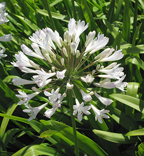 weiße Liebesblume Schmucklilie - Agapanthus africanus - lebende Gartenpflanze aus den Baumschulen
