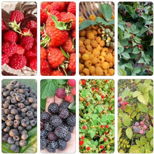 semillas de frambuesa frambuesas comprar semillas orgánicas de jardín rocas balcón jardín 45pcs