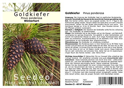 Seedeo® Goldkiefer (Pinus Ponderosa) 25 Samen