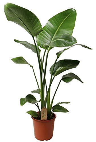 Plant in a Box - Strelitzia Nicolai - Height 90-110cm - Bird of Paradise - Real Large Indoor Green houseplant - Pot 21cm