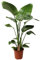 Plant in a Box - Strelitzia Nicolai - Flor de ave del paraíso - Planta de interior - Maceta 21cm - Altura 90-110cm