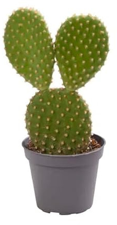 DECOALIVE Cactus Mickey Mouse Planta Natural Orejas Ratón Mickey Opuntia Microdasys, 8435712003926